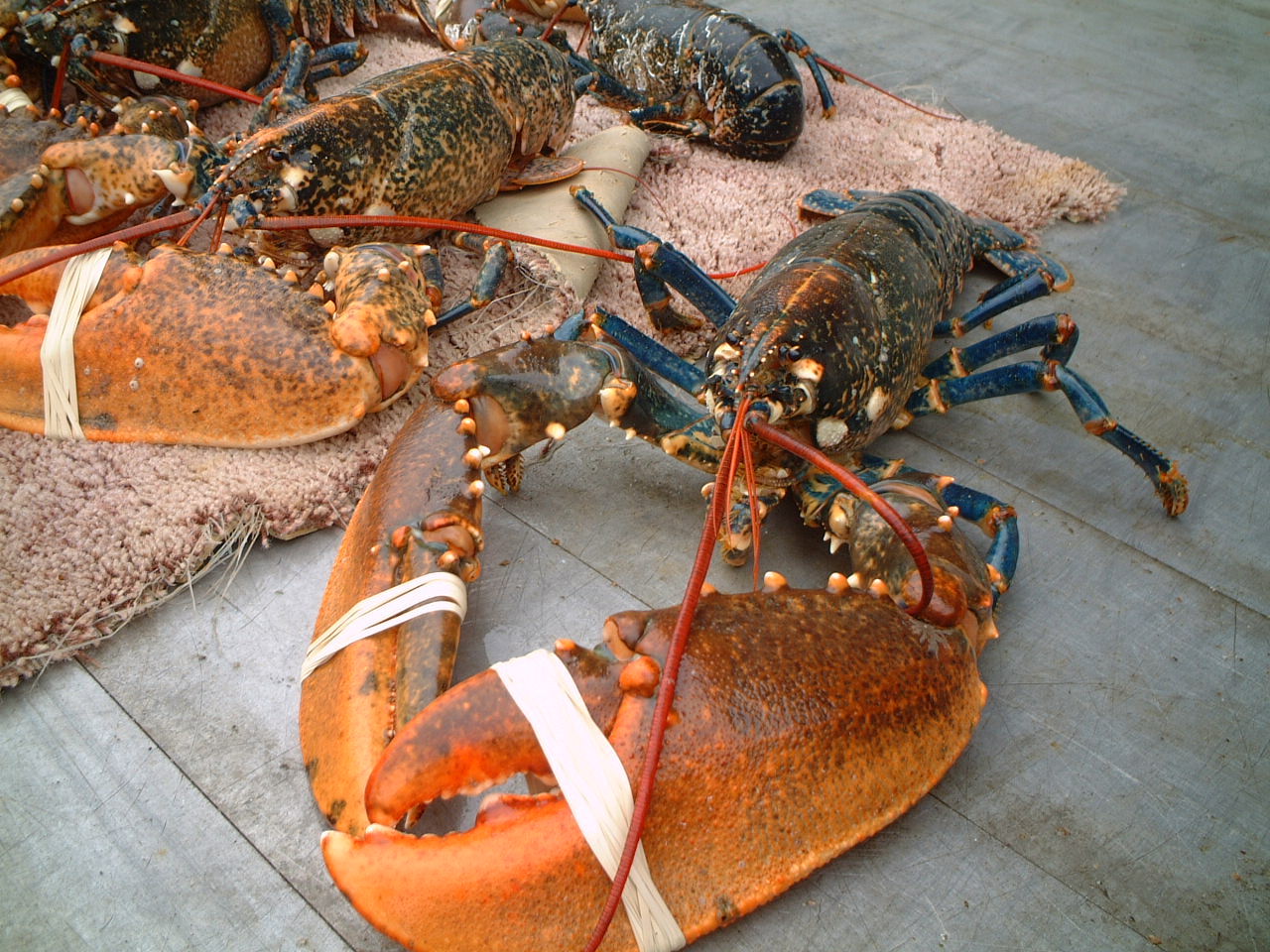 Gallery Britannia The Beach